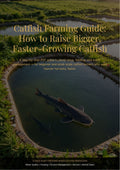 Catfish Farming Guide: How to Raise Bigger, Faster-Growing Catfish