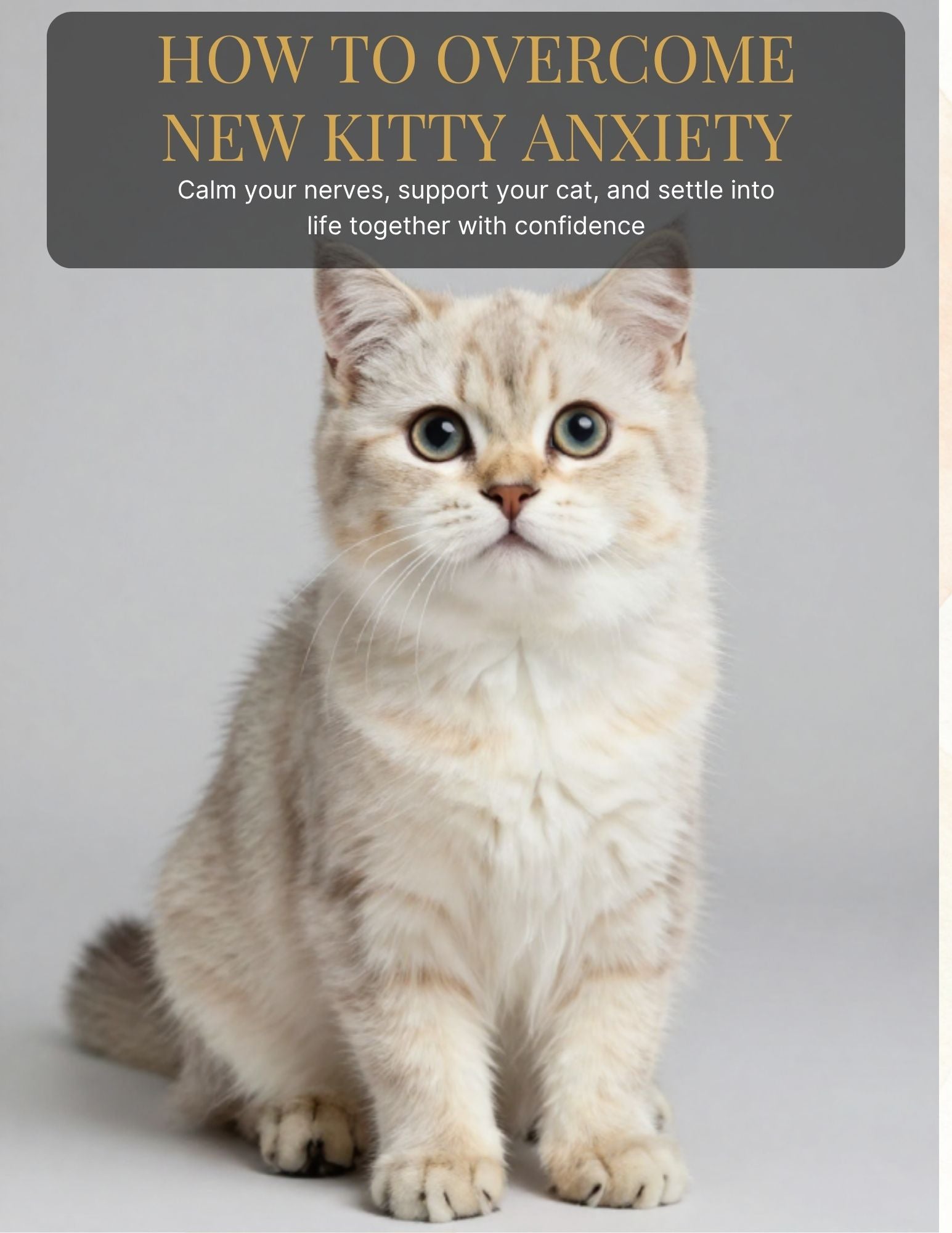 Don't Rehome That Kitty - How to overcome new kitty anxiety
